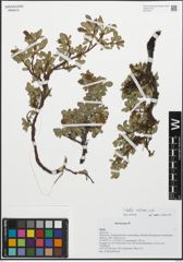 Foto von Salix retusa L.